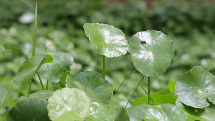 金钱草、铺地莲