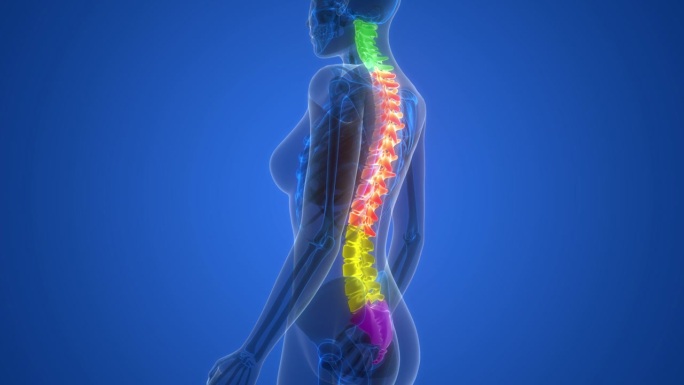 人体骨骼系统的脊髓脊柱解剖动画概念