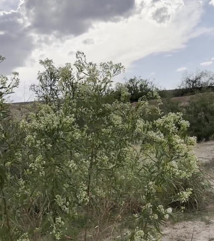 在新墨西哥州的拉斯克鲁塞斯，风吹着白色花朵的马利筋植物