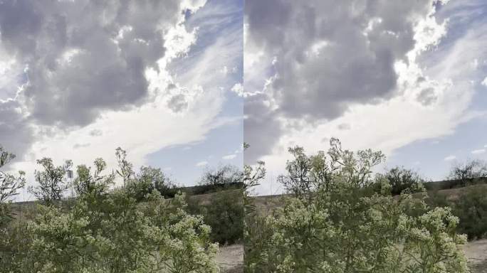 在新墨西哥州的拉斯克鲁塞斯，风吹着白色花朵的马利筋植物