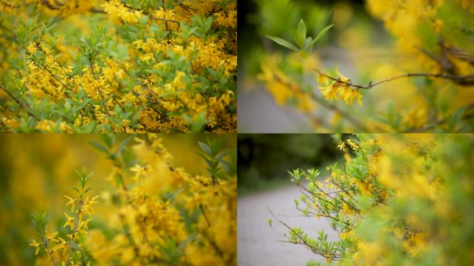 迎春花春天春天到了花朵盛开