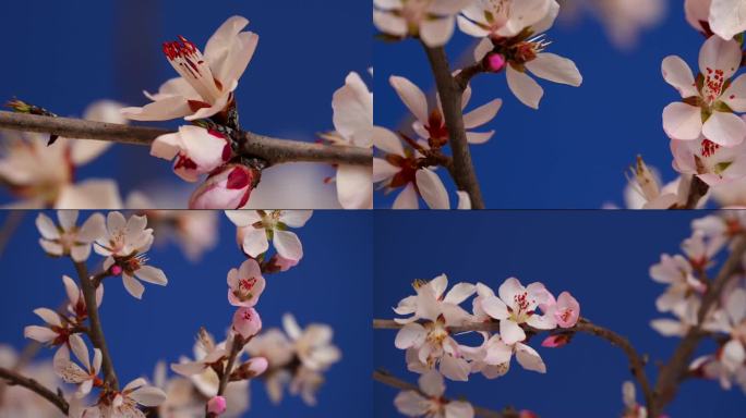 花开延时特写桃花花开过程春天春暖花开