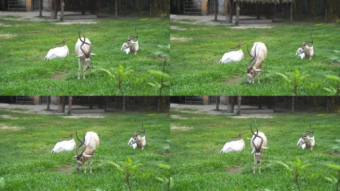 草地羚羊吃草，动物园 稀有动物 生态保护