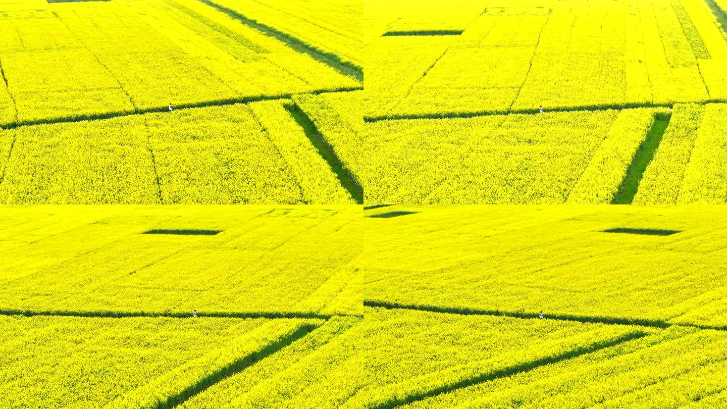 油菜花田野飞航拍的摄影师