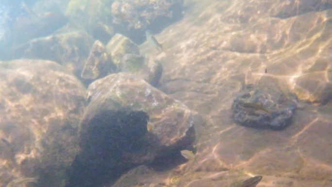 河边小溪河底海底水下世界流水岩石光影升格