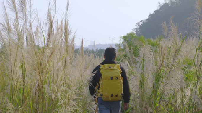 行走在芦苇丛中的户外男4K