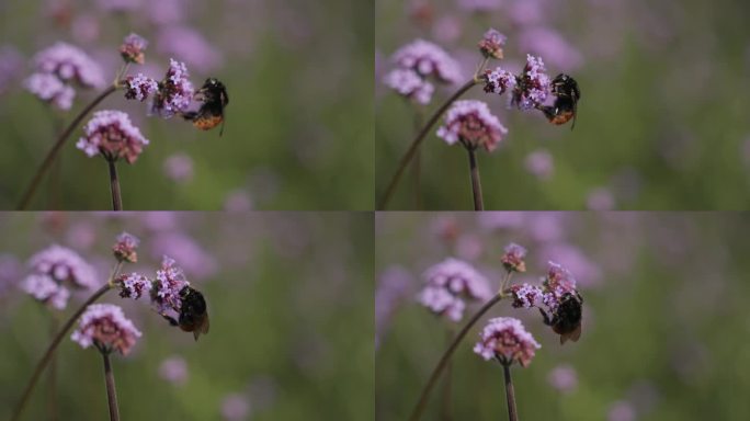 蜜蜂采蜜