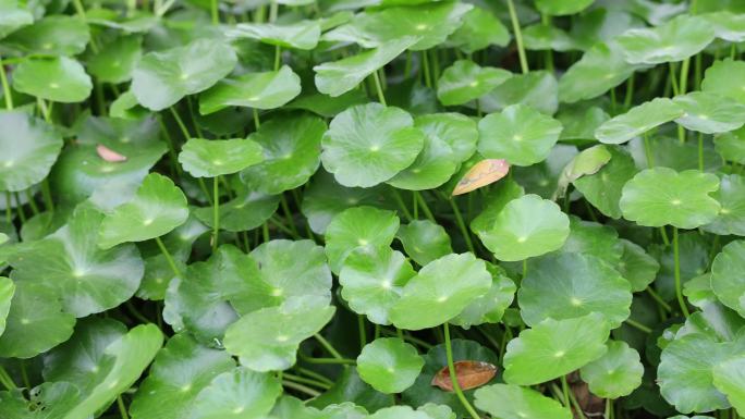 金钱草、铺地莲