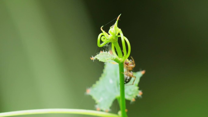 在植物上移动的跳蛛