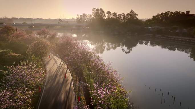 航拍晨雾中紫荆盛开的广州海珠湿地