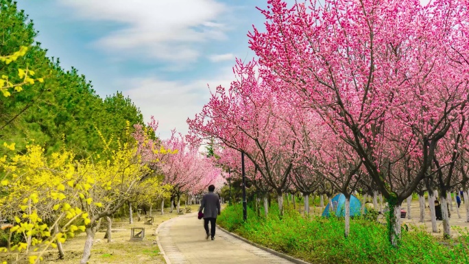 春天樱花公园游客假期延时