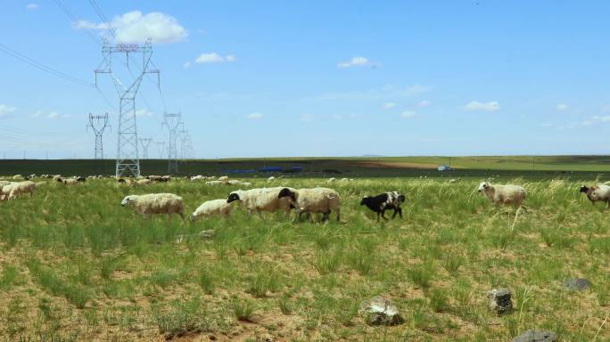 羊羊群羊吃草草原