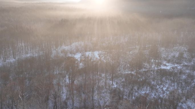 曙光照耀冻雾迷漫的林海雪原