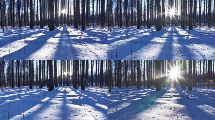 延时摄影 阳光穿过树干 雪地树影 视频