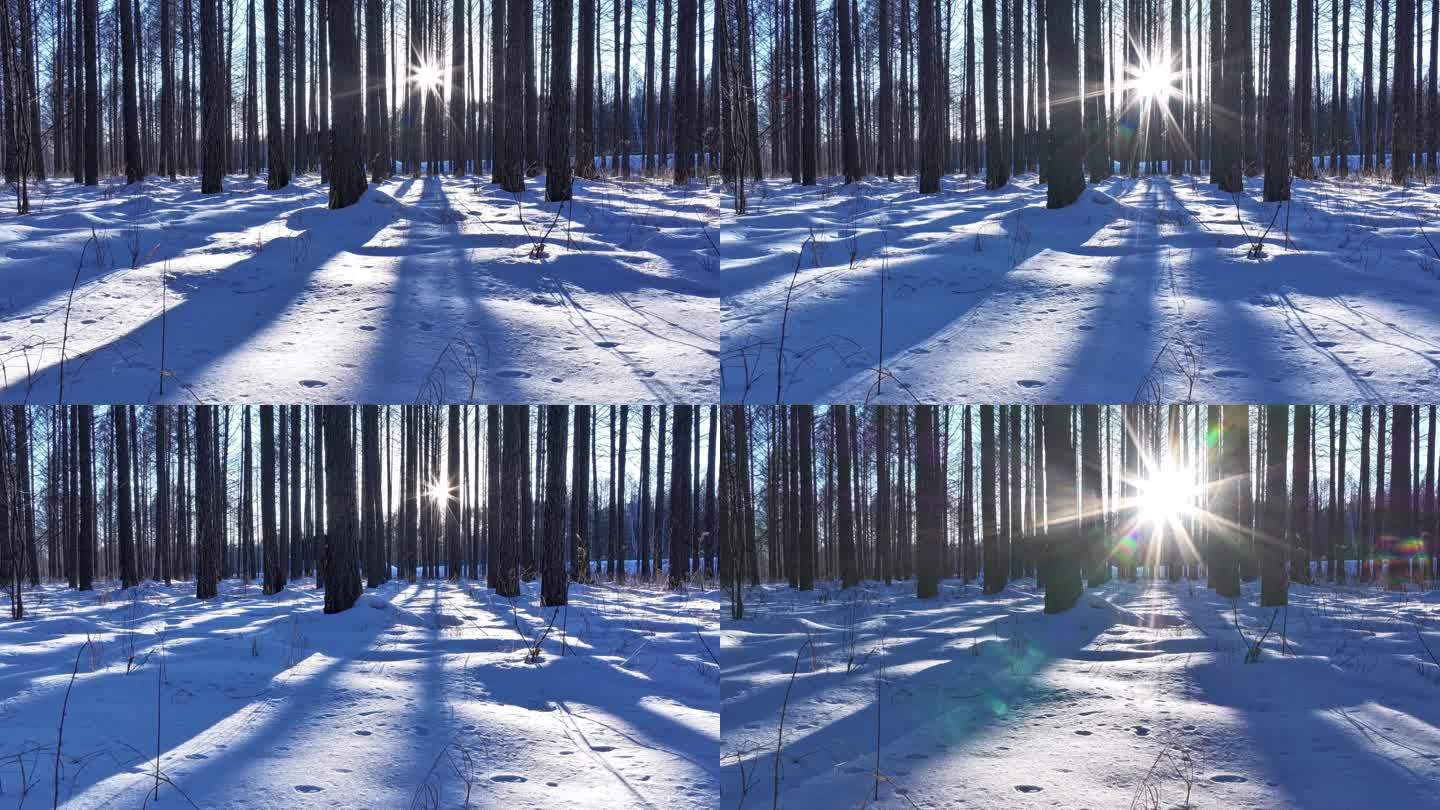 延时摄影 阳光穿过树干 雪地树影 视频