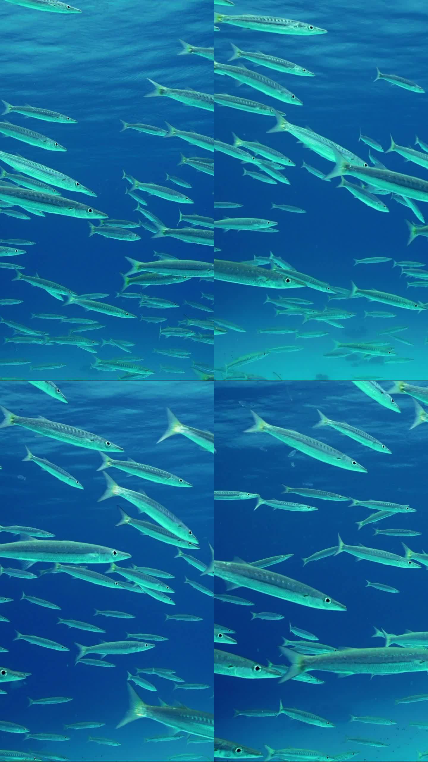 一群梭鱼在蓝色的水面背景中游动，动作缓慢