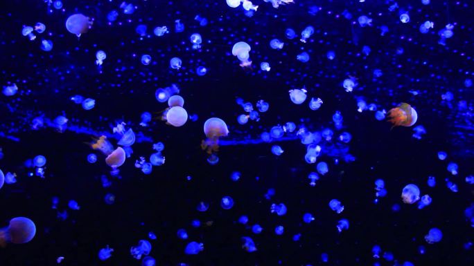 身体透明发光的水母在水中游来游去