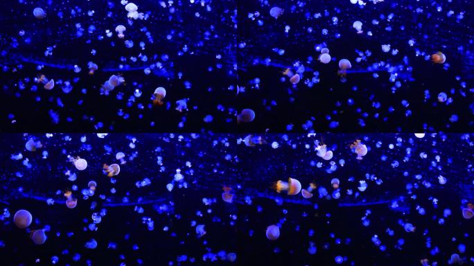 身体透明发光的水母在水中游来游去