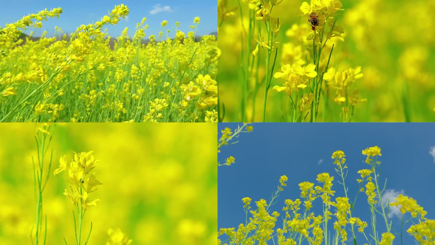 野生油菜花