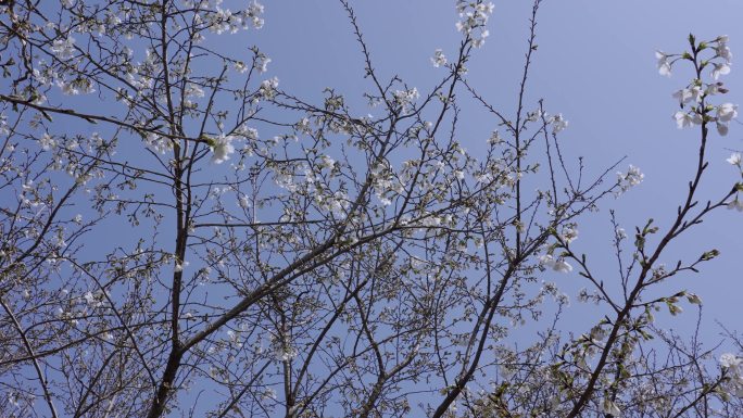 春天梨花蜜蜂采蜜春和景明