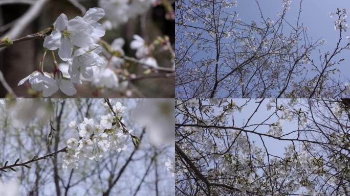 春天梨花蜜蜂采蜜春和景明