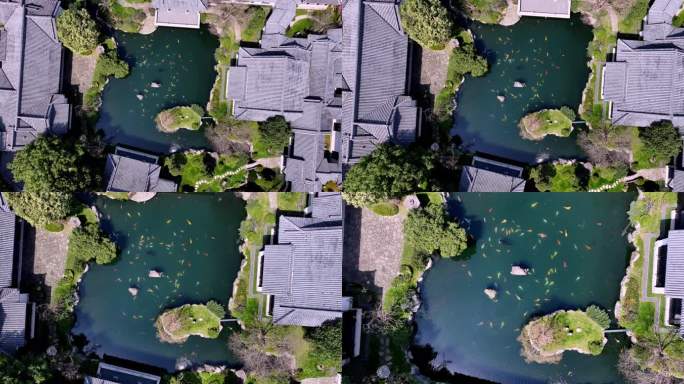 俯拍古风建筑和池塘里的锦鲤