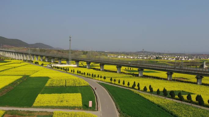 高铁穿过油菜花地航拍