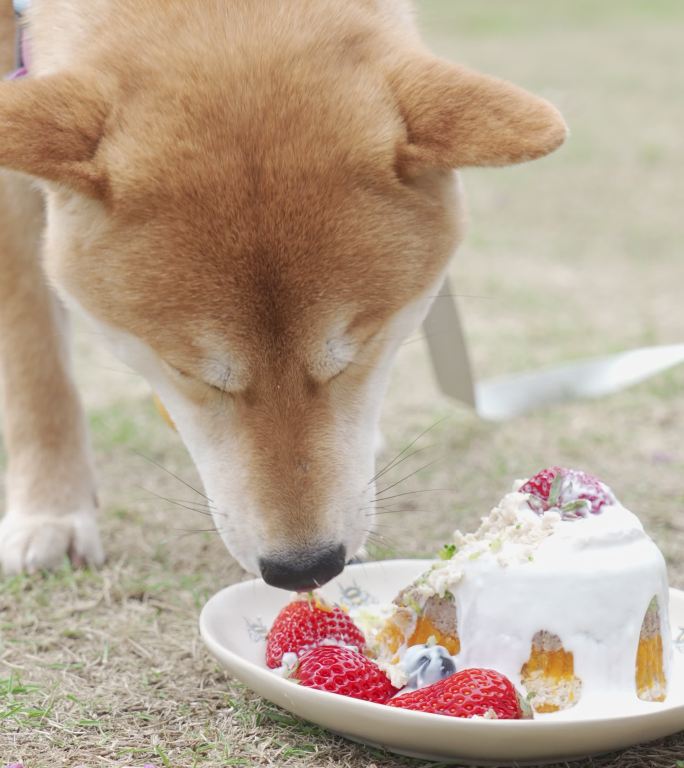 柴犬在公园吃生日蛋糕