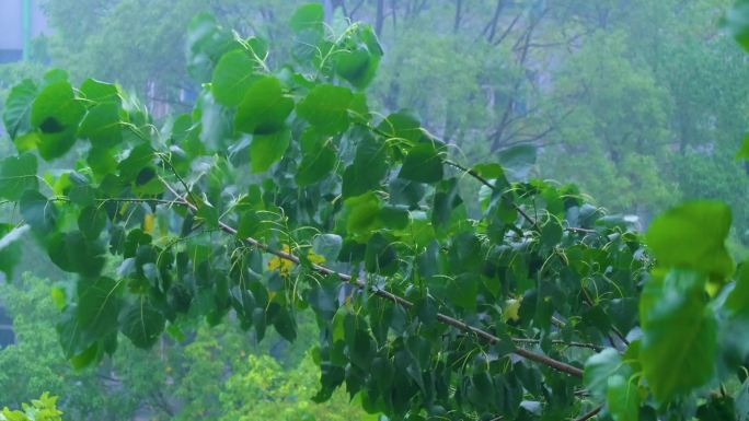 树枝树叶狂风暴雨刮风下雨倾盆大雨下雨天雨