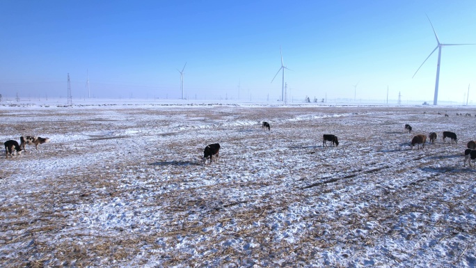 冬天风力发电下的牛羊