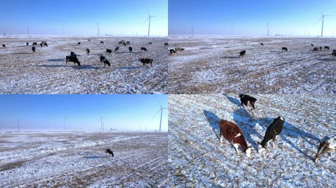 冬天风力发电下的牛羊