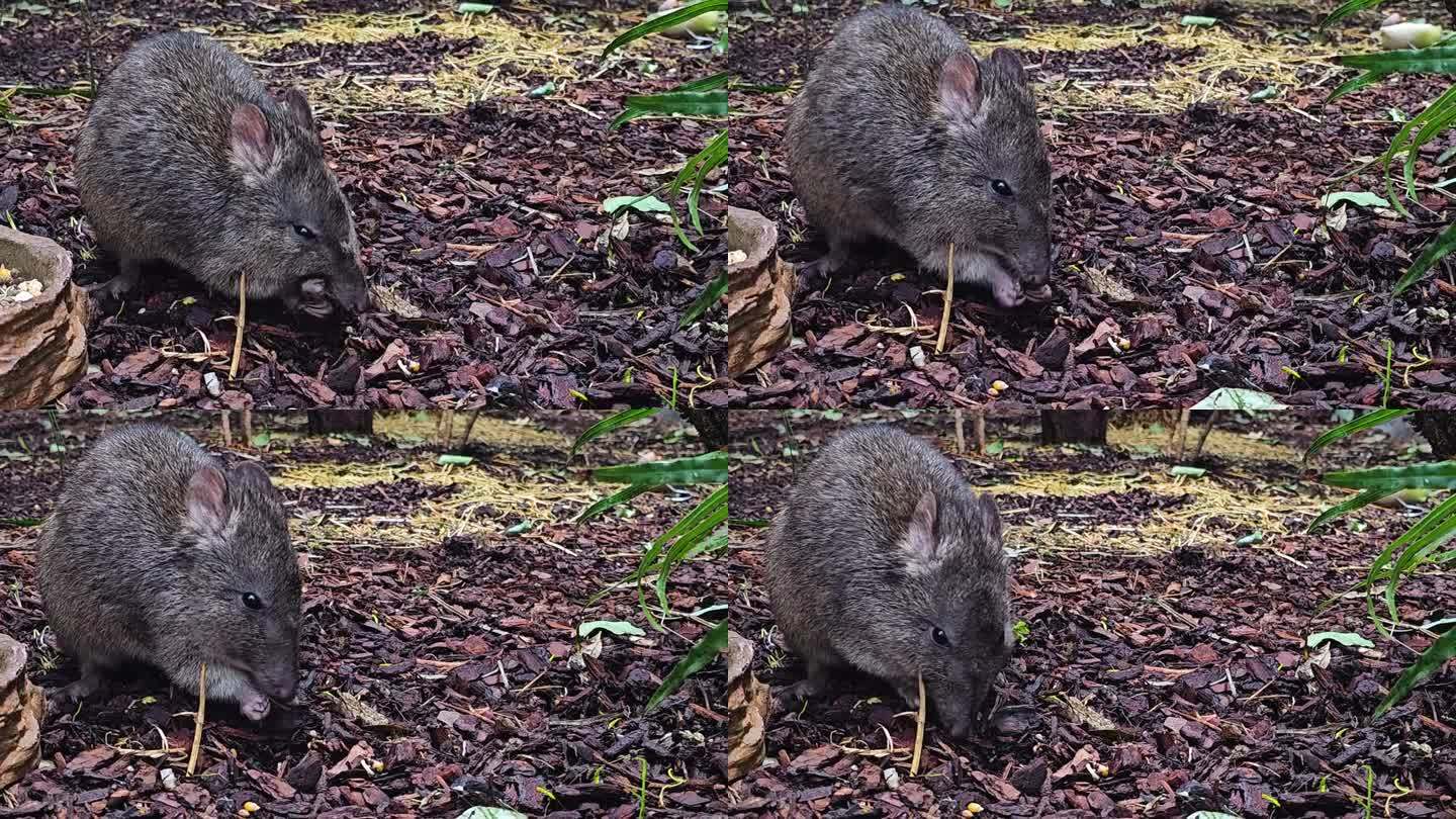 近距离观察袋鼠吃老鼠