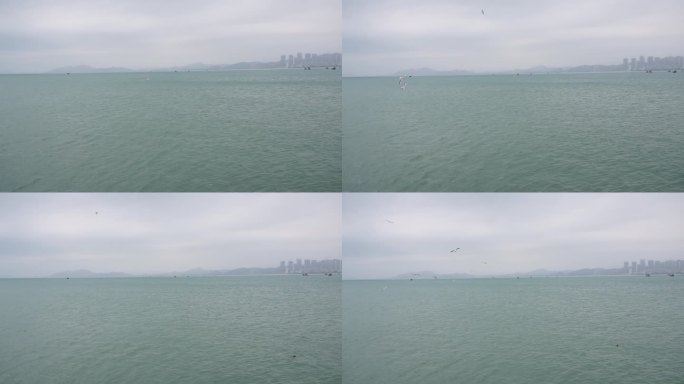 天际线海滨城市水面海鸥飞翔海鸟海水水波纹