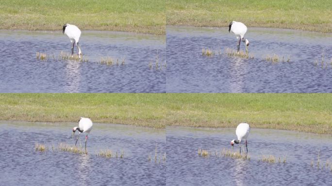 一只丹顶鹤在水里觅食
