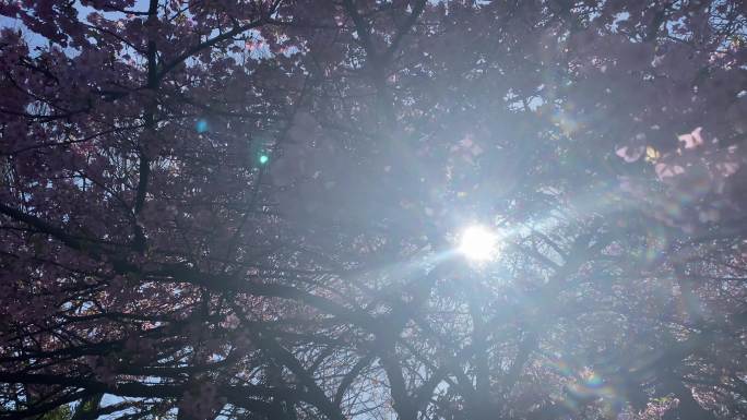 日本初春樱花树影摇动透光漏光空镜头