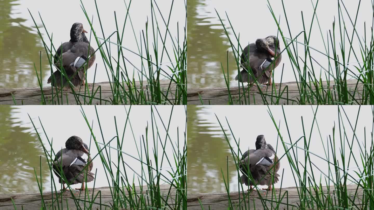 从后面穿过草丛，可以看到它摇着头梳理着前面的羽毛。泰国，白翅鸭Asarcornis sculata