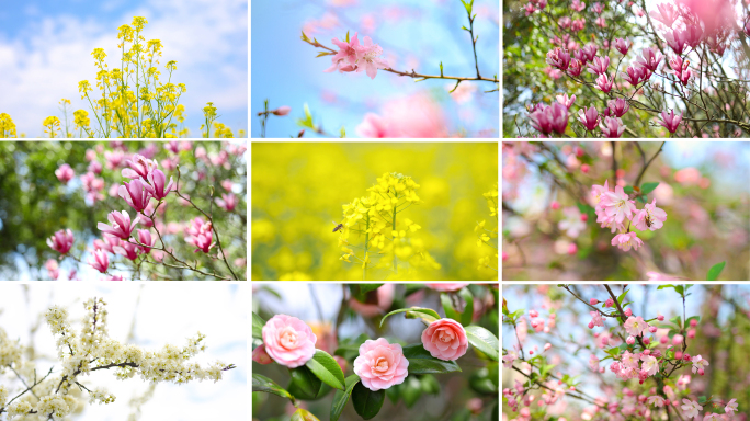 春天 春暖花开 百花绽放 花朵特写 春分