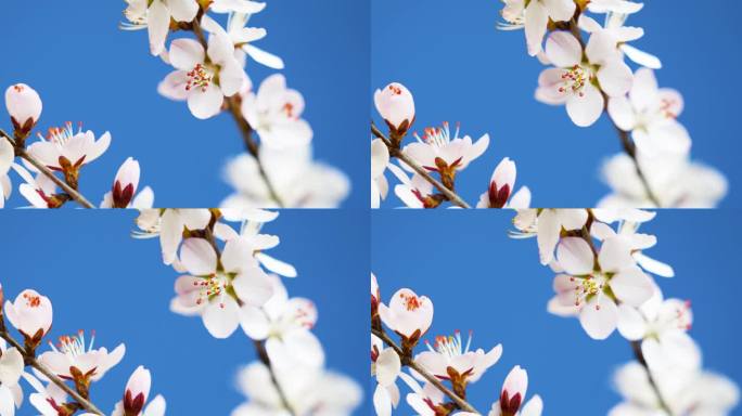 春天桃花花开 花开特写 花开延时