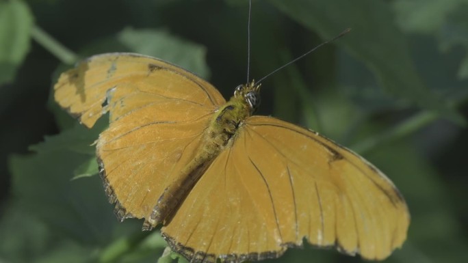 一只橙色蝴蝶站在树叶上的选择性变焦镜头。