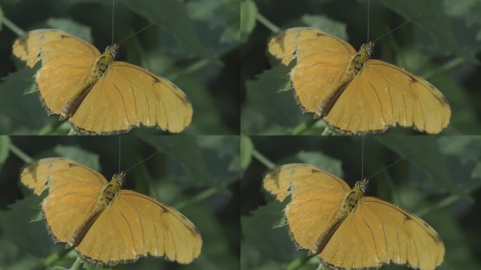 一只橙色蝴蝶站在树叶上的选择性变焦镜头。