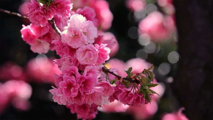 大理樱花季