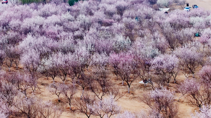 花海 露营看蜜蜂看蝴蝶看桃花 春天花游玩