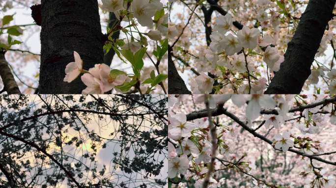 春天樱花 实景拍摄 春色
