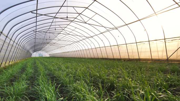 农业温室大棚种植各种蔬菜