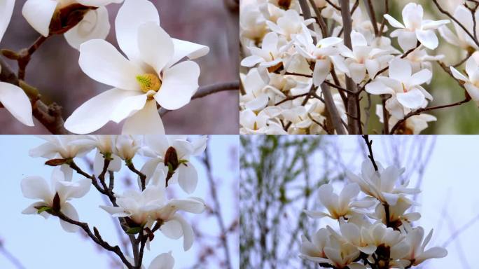 【4K】玉兰花特写 玉兰花 春天花开