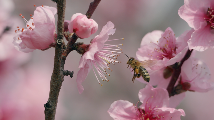 桃花蜜蜂