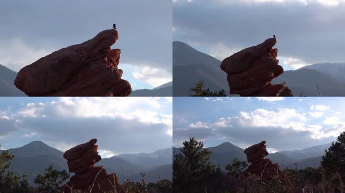 岩石上的喜鹊。侵蚀的红砂岩地层诸神之园，科罗拉多斯普林斯