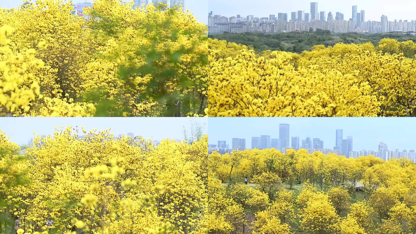 4K黄花风铃木花海广告素材