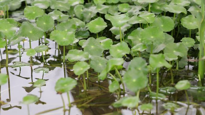 金钱草、铺地莲