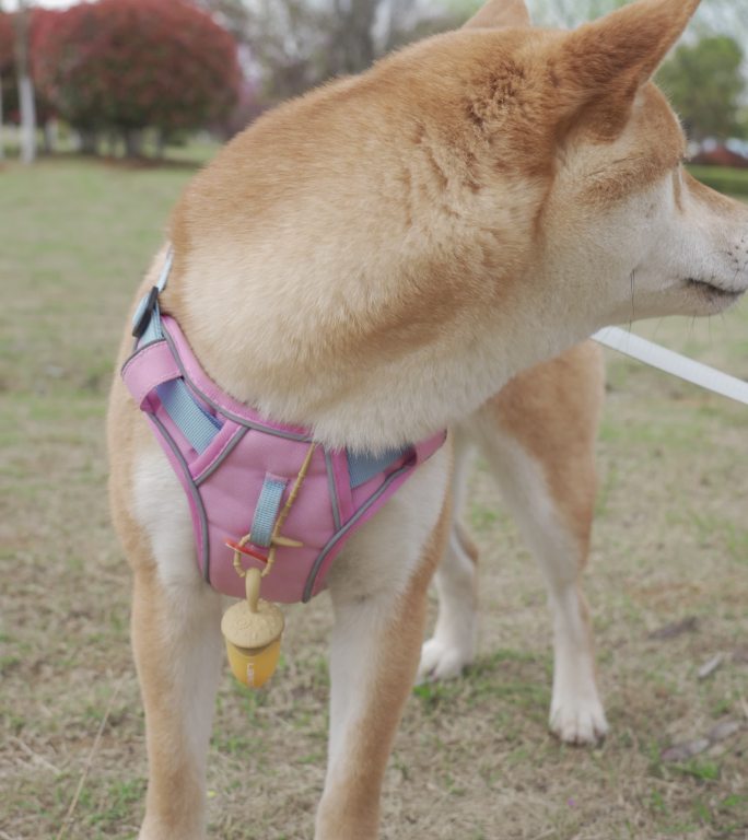 小柴犬在公园里晒太阳